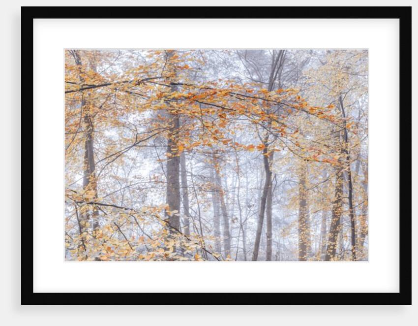 Misty forest by Assaf Frank